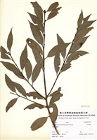 藏品(臺灣肉桂)的圖片